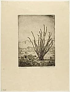 The Ocotillo