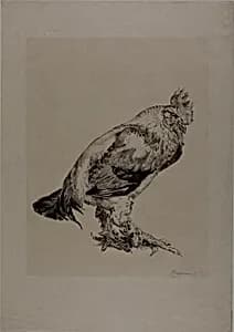 The Old Cock by Félix Henri Bracquemond