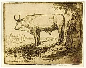 The White Ox by Donald Shaw MacLaughlan