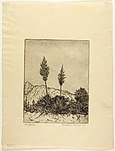 The Yucca