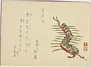 Toy Centipede by Unknown