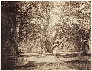 Tree, Forest of Fontainebleau by Gustave Le Gray