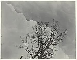 Tree Set 3 by Alfred Stieglitz