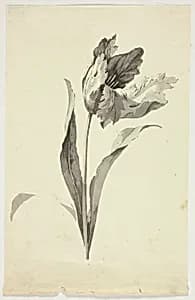 Tulip by Pierre Antoine Mongin