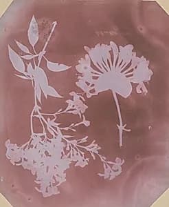 Two Plant Specimens by William Henry Fox Talbot