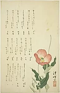 Two Poppies by Yokoyama Seiki