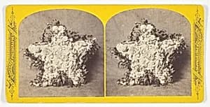 Untitled (Flower Arrangement) by W.G.C. Kimball