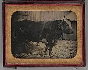 Untitled (Portrait of Bull) by Unknown