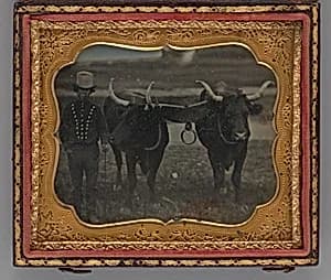 Untitled (Portrait of Man with Two Oxen) by Unknown