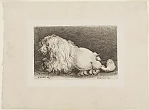 White Dog by Wenceslaus Hollar