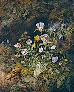 Alpine Flora by Theodor Josef Petter