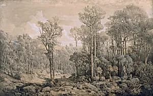 Australischer Wald by Joseph Selleny
