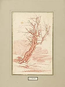 Baumstudie by Franz Edmund Weirotter
