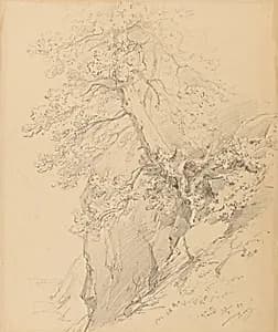 Baumstudie by Ignaz Dorn