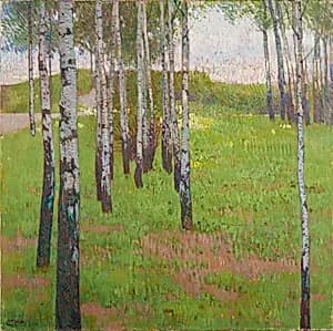 Birkenwäldchen im Abendlicht
