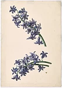 Fliederfarbene Hyazinthe