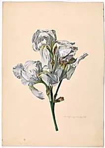 Fliederfarbene Iris