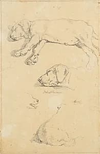 Hundestudien: Waldmann und Ami by Friedrich August Mathias Gauermann
