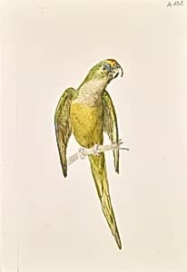 Papagei by Leopold von Stoll