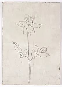 Rose by Walther Gamerith