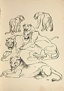 Sechs Pumas by Franz Barwig der Ältere