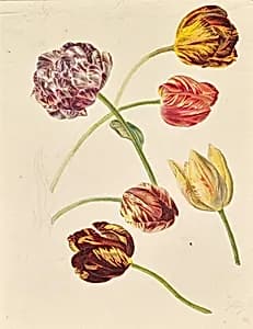 Tulpen by Leopold von Stoll