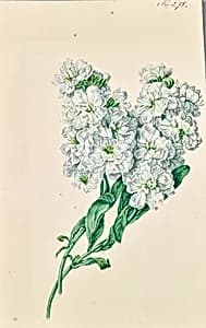 Weisse Blumen by Leopold von Stoll