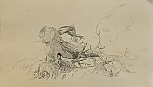 Wurzelwerk, umgestürzter Baum by Peter Krafft