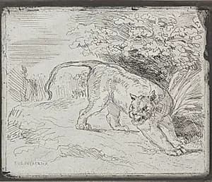 A Trapped Tiger