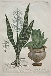 Aloes