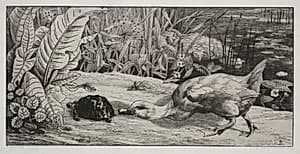 An Unknown by Félix Bracquemond (French, 1833–1914)