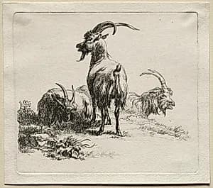 Animalia: Three Goats