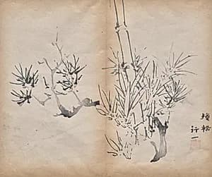 Bamboo by Unknown Artist