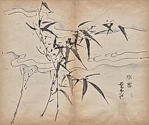 Bamboo by Unknown Artist