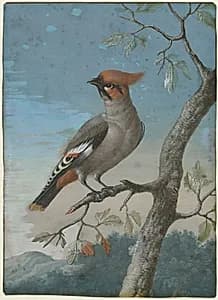 Bird Study: Bohemian Waxwing by George Edwards (British, 1694–1773)