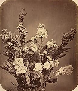 Bouquet by Adolphe Braun (French, 1812–1877)