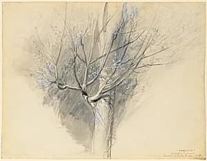 Budding Sycamore