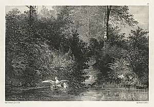 Canards (Ducks)  by Karl Bodmer (Swiss, 1809–1893)