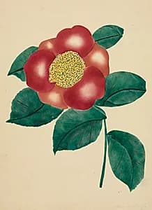 Chinese Flower by Mary Altha Nims (American, 1817–1907)