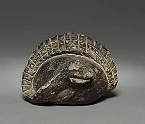 Coiled Snake by Unknown Artist