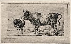 Cow and Ass by Charles Meryon (French, 1821–1868)