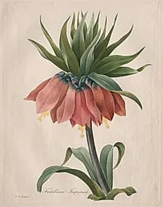 Crown Imperial Fritillary by Henry Joseph Redouté (French, 1766–1853)
