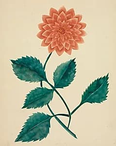 Dahlia by Mary Altha Nims (American, 1817–1907)