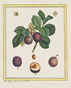 Damascus Plum by B. Michel (French)