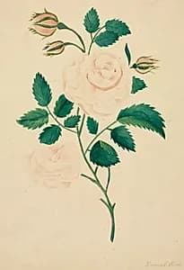 Damask Rose by Mary Altha Nims (American, 1817–1907)