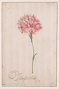 De Poolse Muts by Balthasar van der Ast (Dutch, 1593/94–1657)