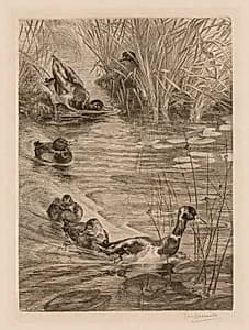 Ducks at play by Félix Bracquemond (French, 1833–1914)