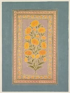 Flowering Marigold (verso)