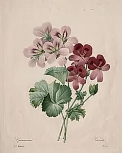 Geranium by Henry Joseph Redouté (French, 1766–1853)