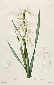 Gold-banded Iris by Henry Joseph Redouté (French, 1766–1853)